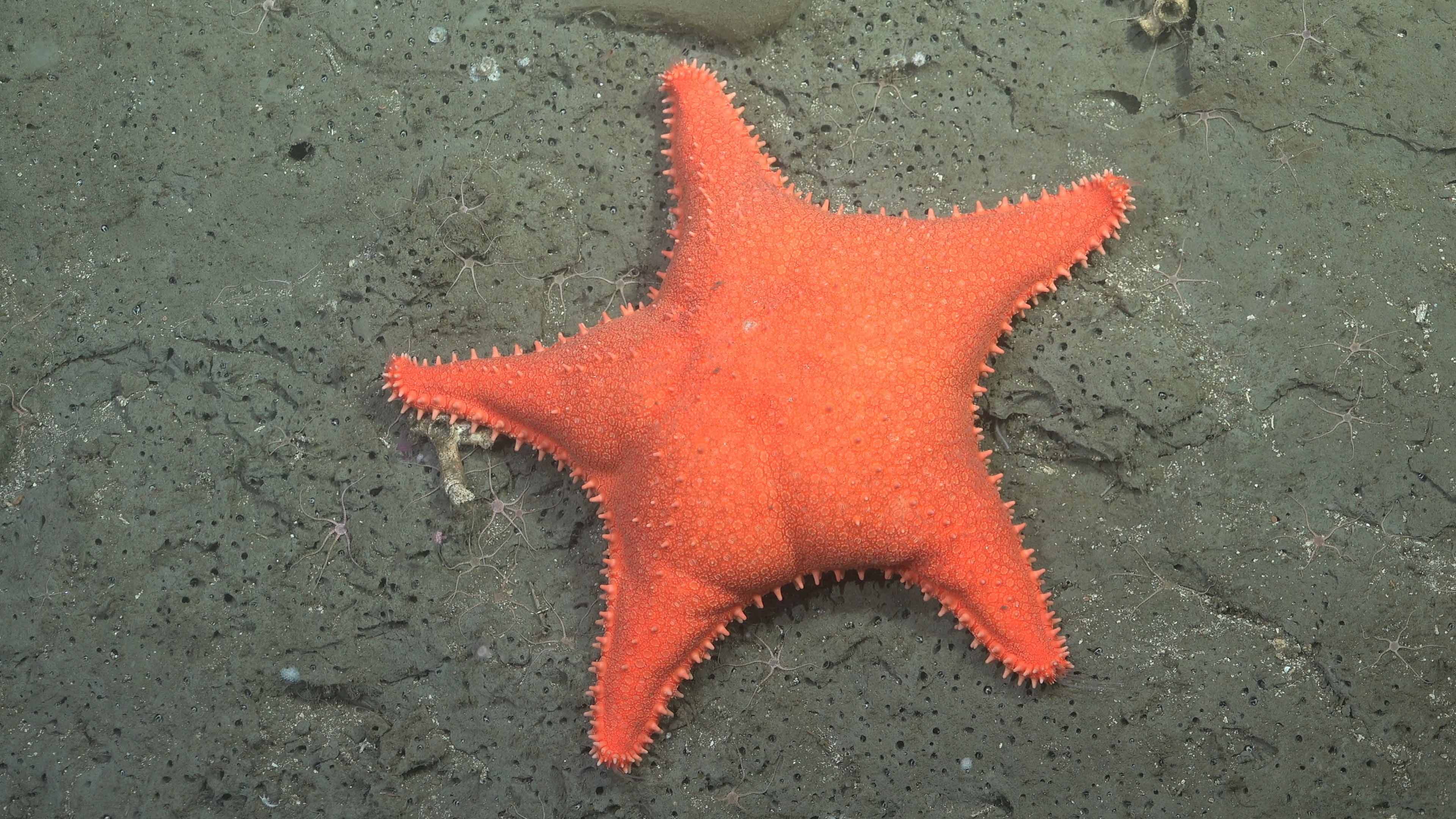Deep-sea scientists find SpongeBob friend lookalike amid dozens of new ...