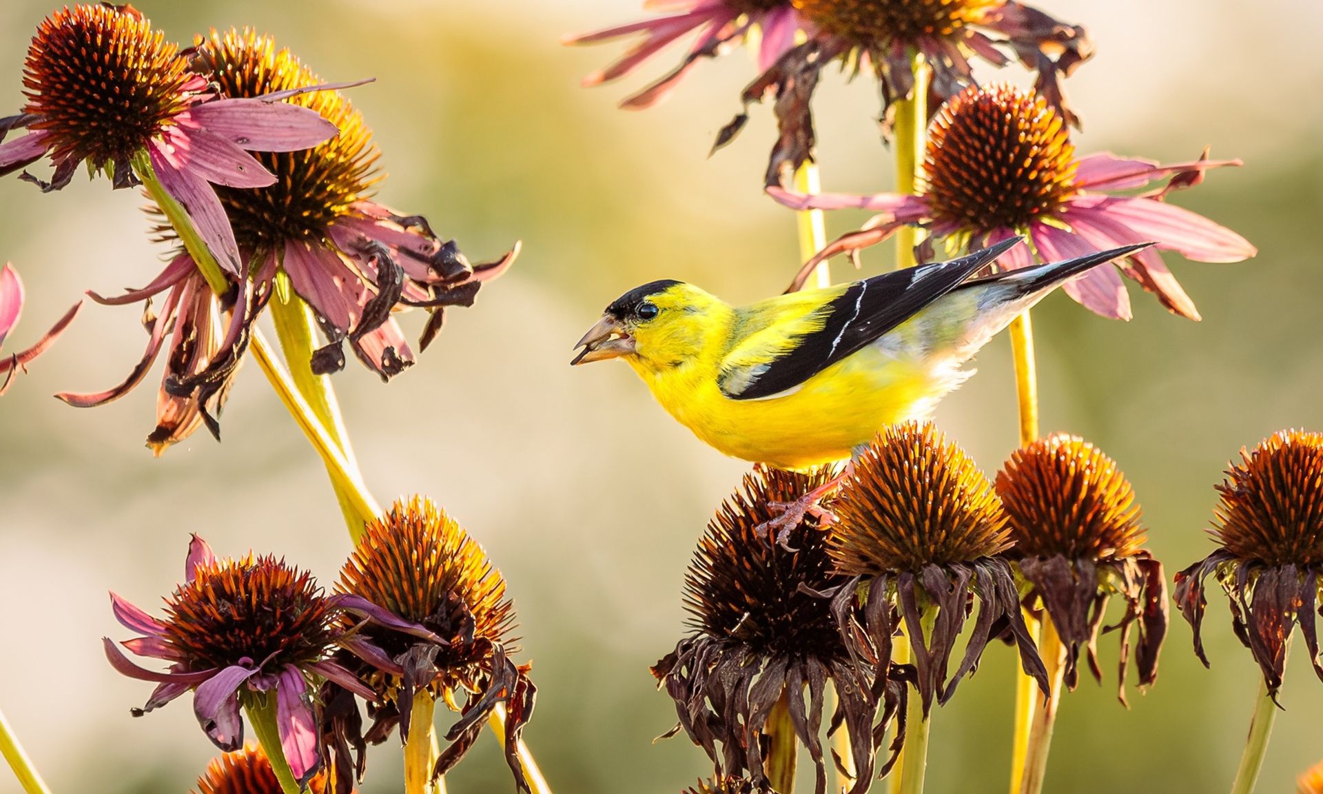 The Flower Gardeners Never Deadhead In October – Leave it for Wildlife ...