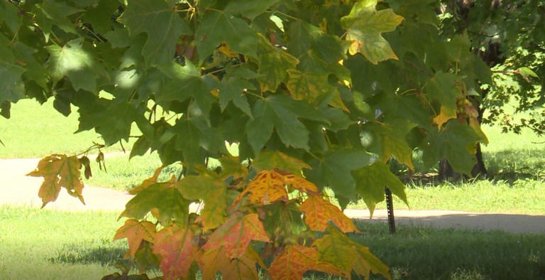 Kentucky leaves begin changing color as dry fall weather continues