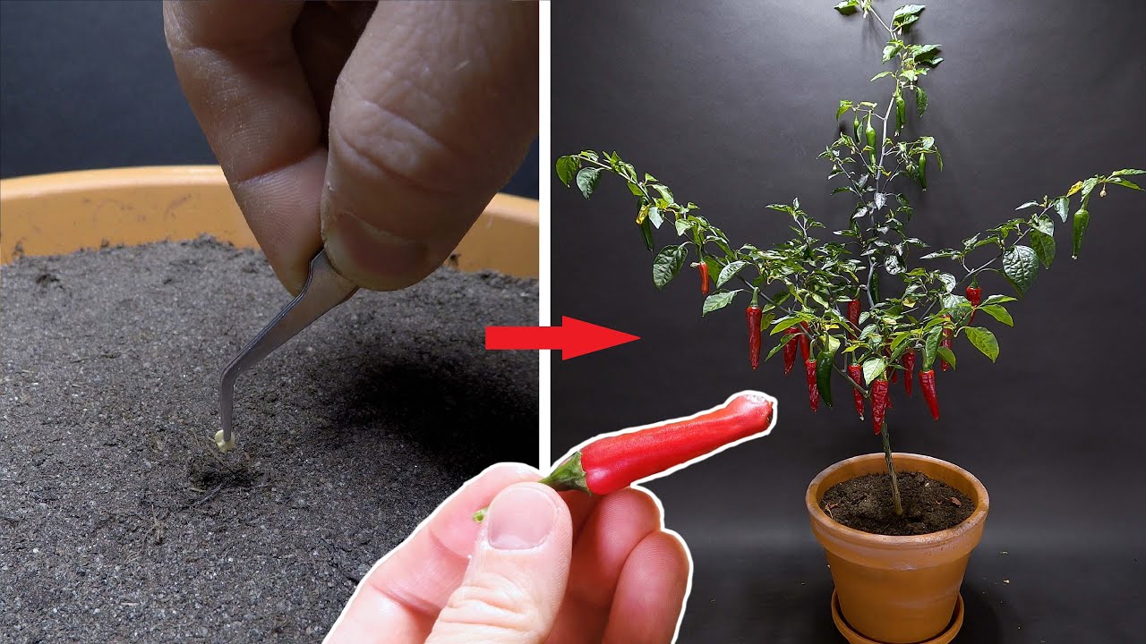 Growing Pe**s Pepper Magic