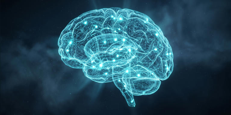 The brain may use a shared code for gender across faces, bodies, and ...