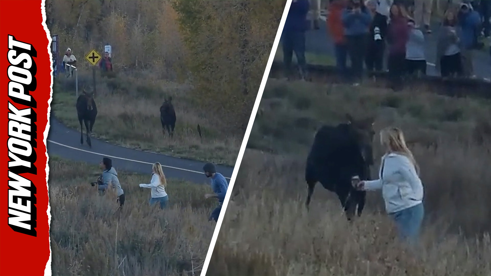 Chaos at national park after moose suddenly charges at unsuspecting woman