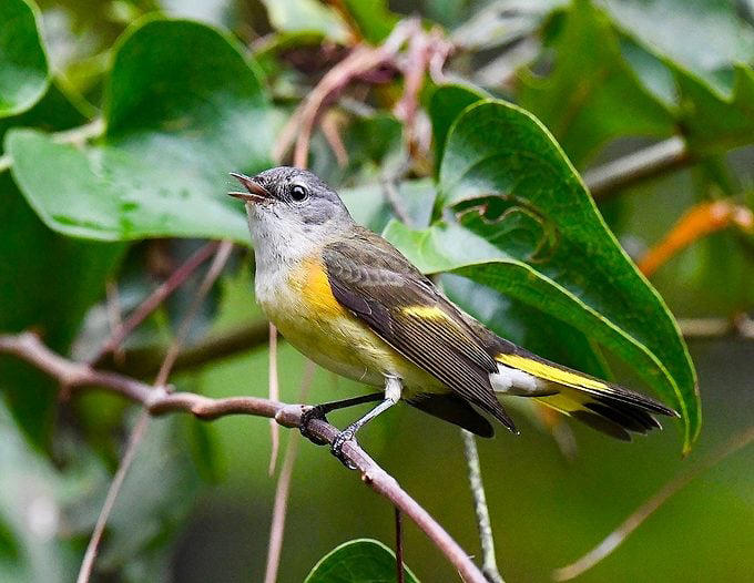 How to identify an American redstart