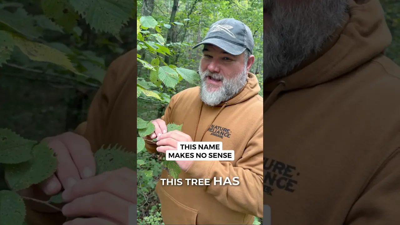 Why is slippery elm called slippery?