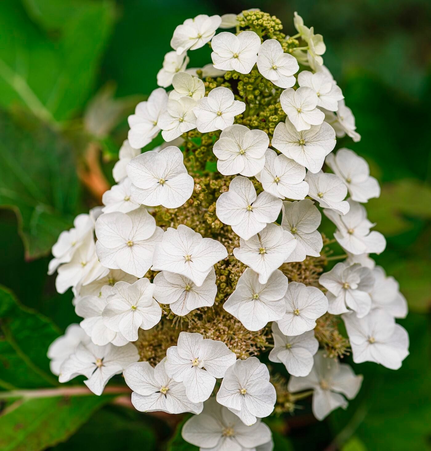 Oakleaf hydrangea care and growing tips