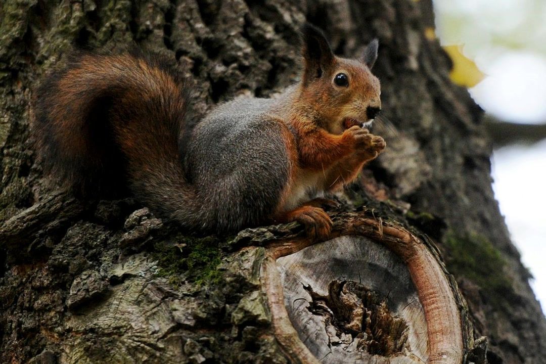 Squirrels may be cause of Russian 'plague outbreak' linked to death of ...