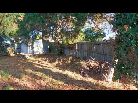 Horror snake den transformation | You have never seen pine needles so ...