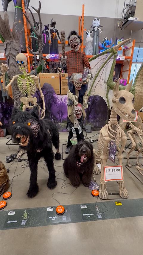Dog blends in with Home Depot Halloween decorations