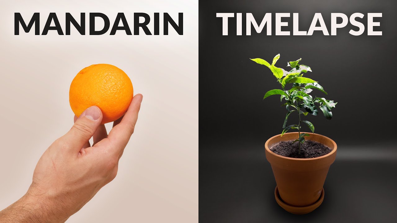 Time-lapse of mandarin tree magic