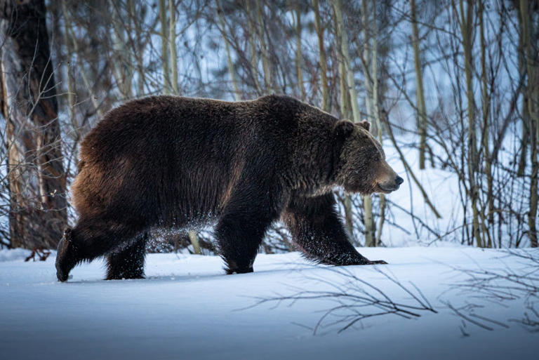 Tweak to Endangered Species Act could allow widespread development