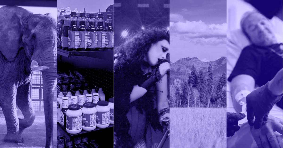 Good news this week: August 31, 2024 - elephants, parks, & vaccines