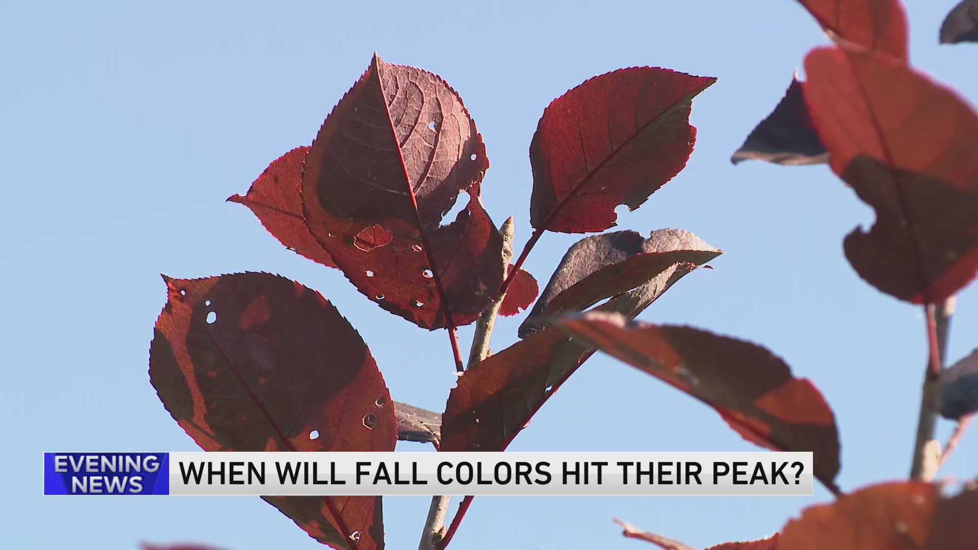Ready for fall foliage? Here's when Chicago could see peak colors