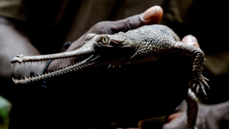 Scientists name ancient crocodile species found in rock that built the ...