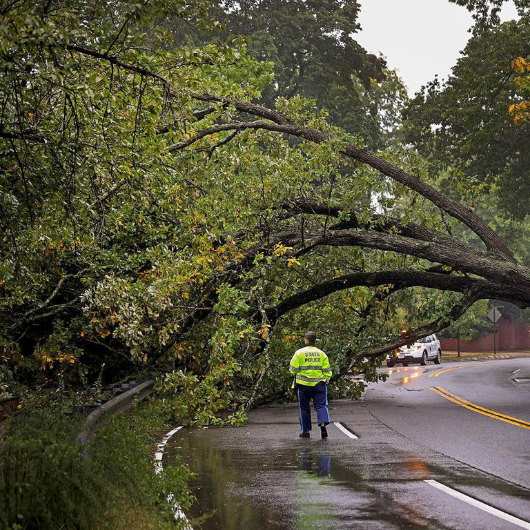 Why wind is more dangerous when the leaves are still on trees