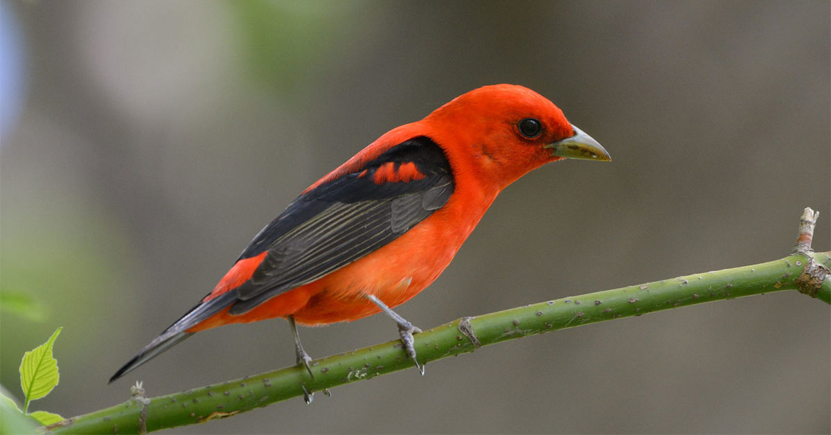 New bird-friendly label drives sustainable maple farming