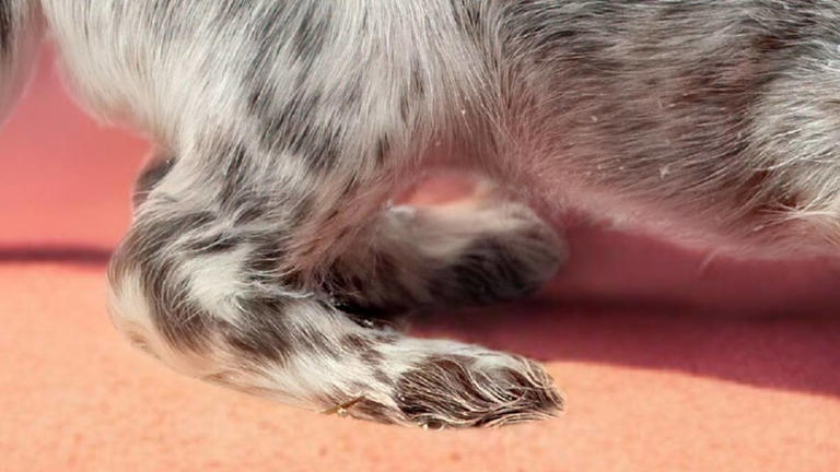 Dachshund puppy’s cookies-and-cream face looks like a tiny Oreo