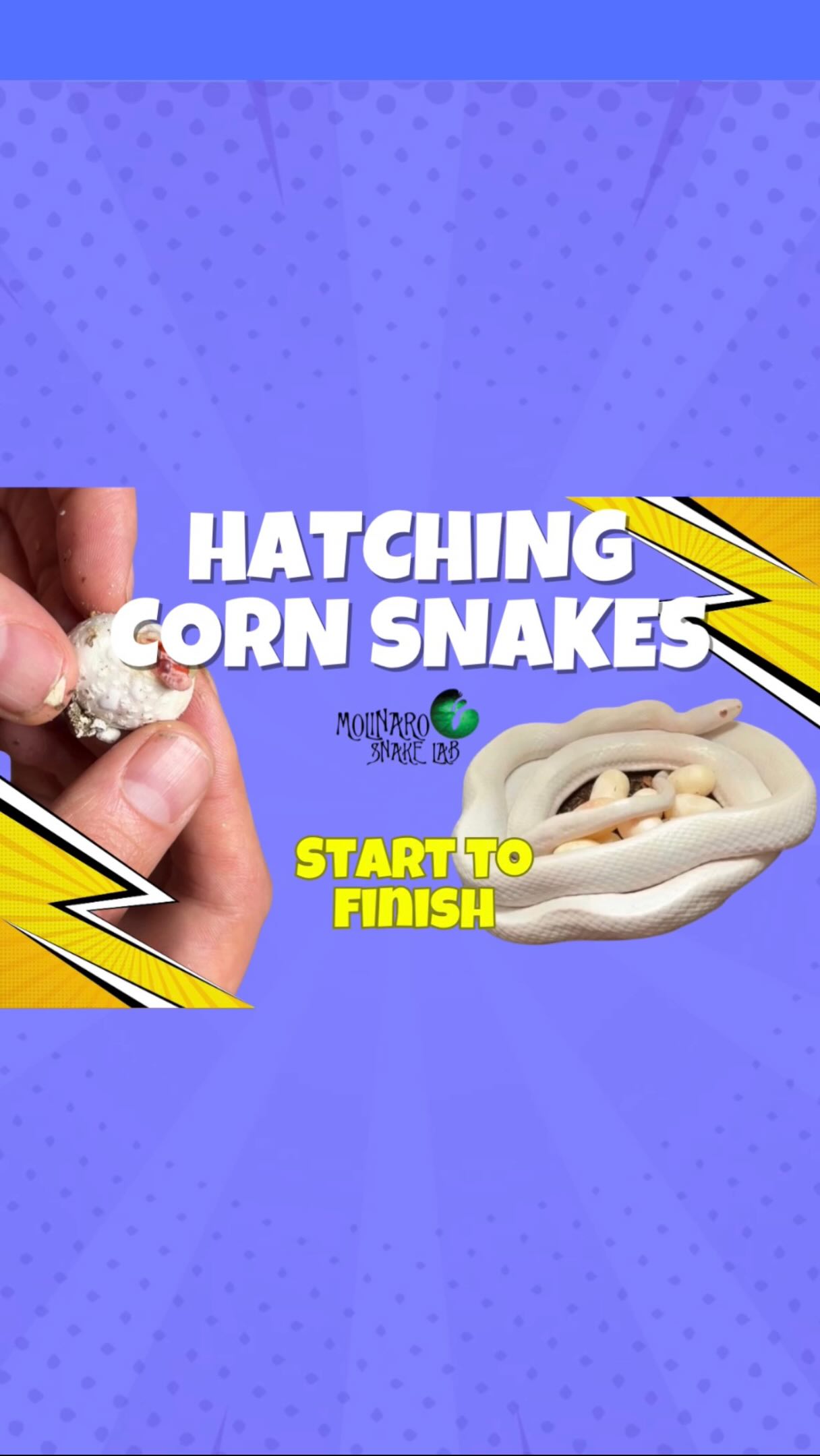 Hatching corn snakes from start to finish! Full video!
