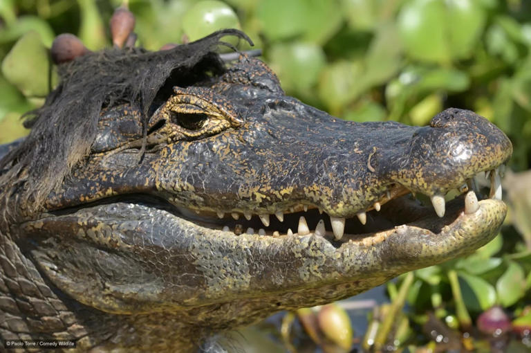 These are the funniest wildlife photos of the year