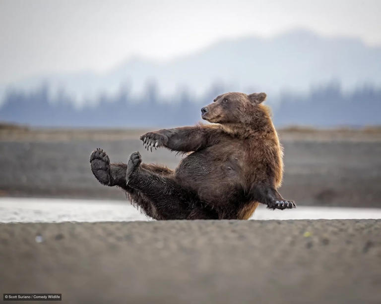 These are the funniest wildlife photos of the year