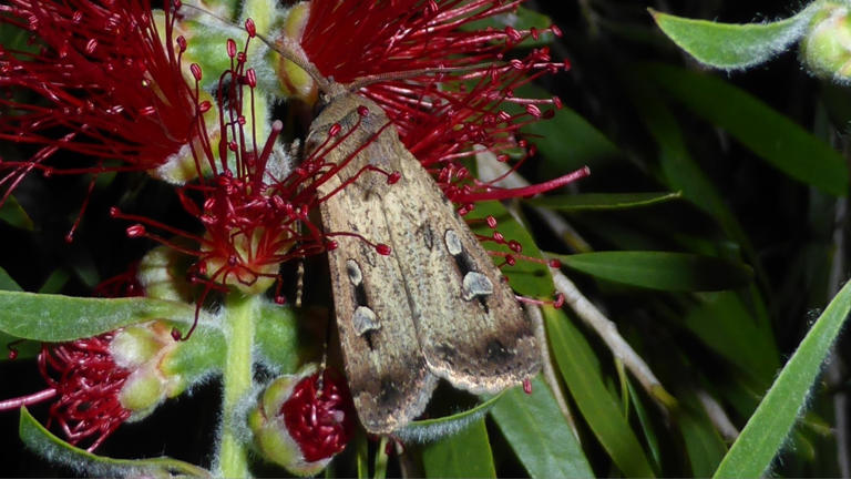 Bogong moths have arrived in Sydney, Canberra and coastal NSW. When ...