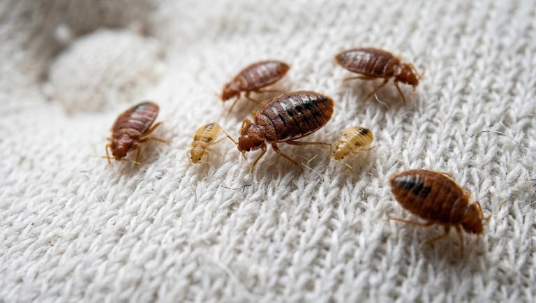 ¿Qué plantas ahuyentan a las chinches de cama? Éstas son las PODEROSAS ...