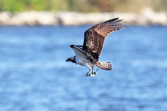 Hunting for fish