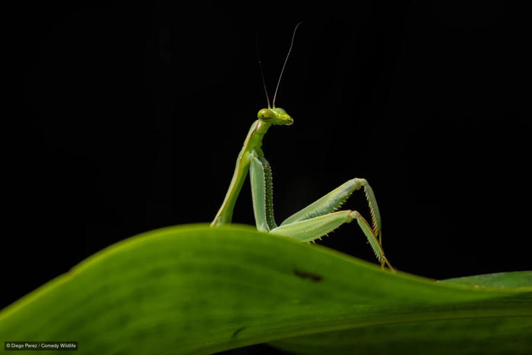 These are the funniest wildlife photos of the year