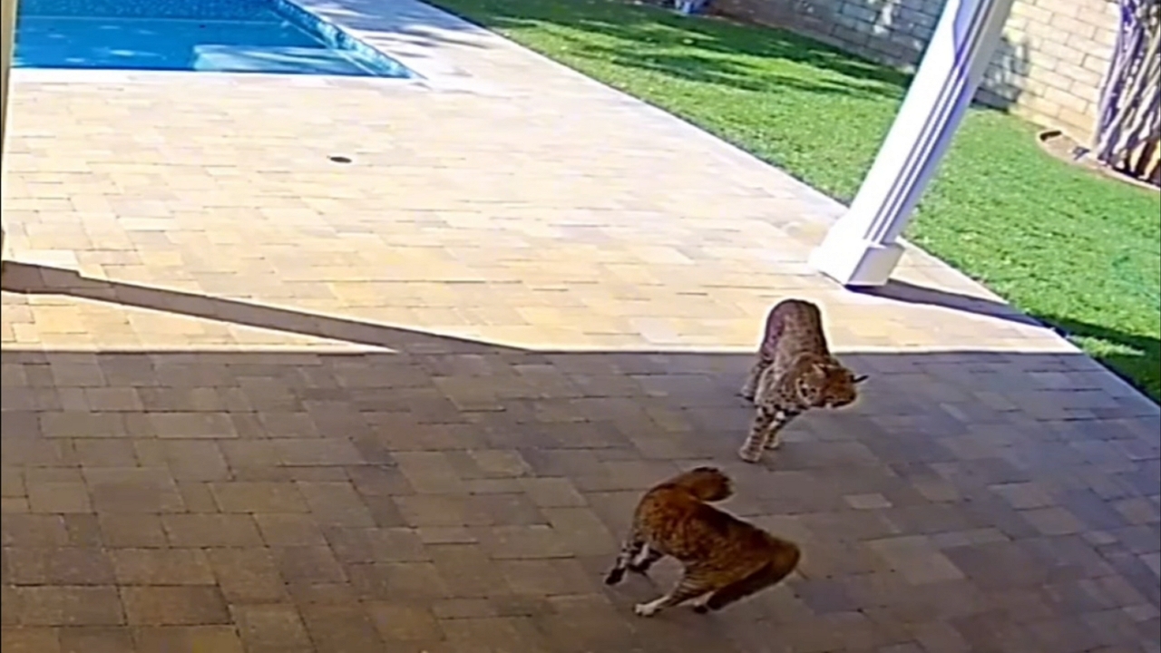 Indoor cat faces off against bobcat in Valencia, California