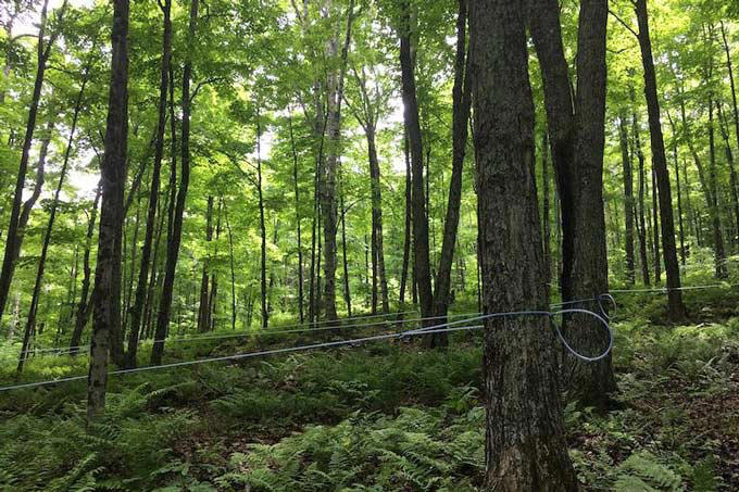 New bird-friendly label drives sustainable maple farming