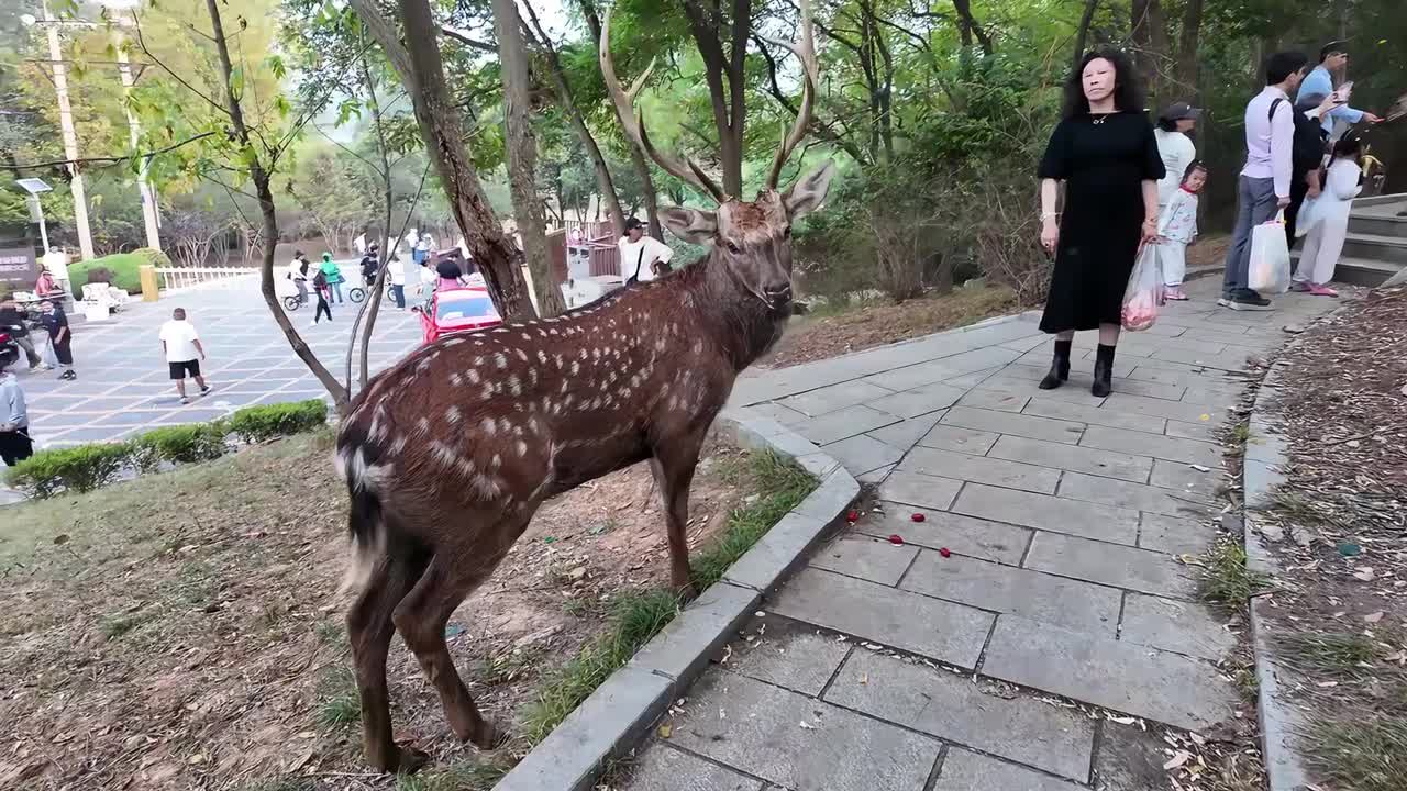 Sika deer knocks tourist to the ground in Liaoning, China