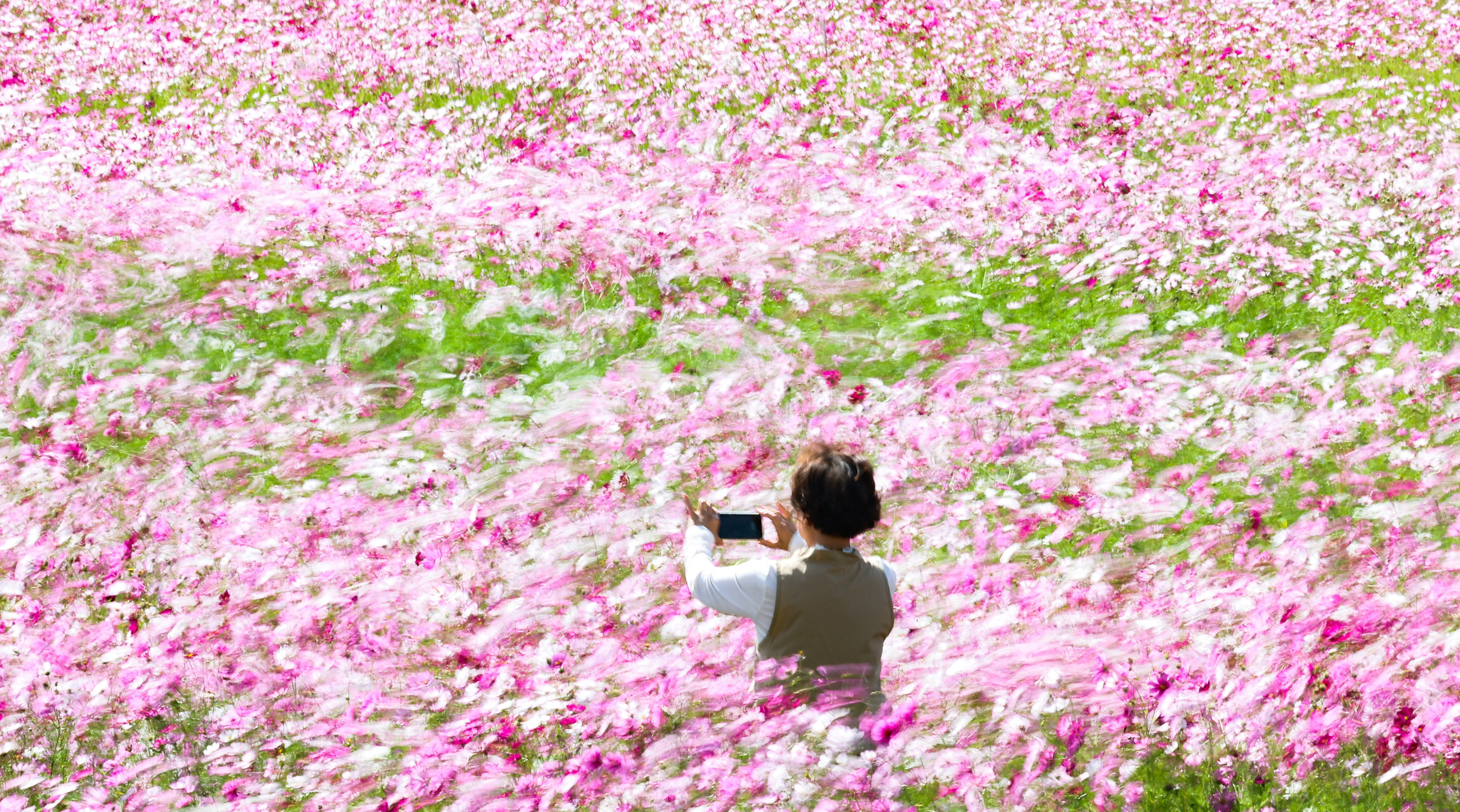 Slow shutter creates oil-paint cosmos blur at Goryeong Forest