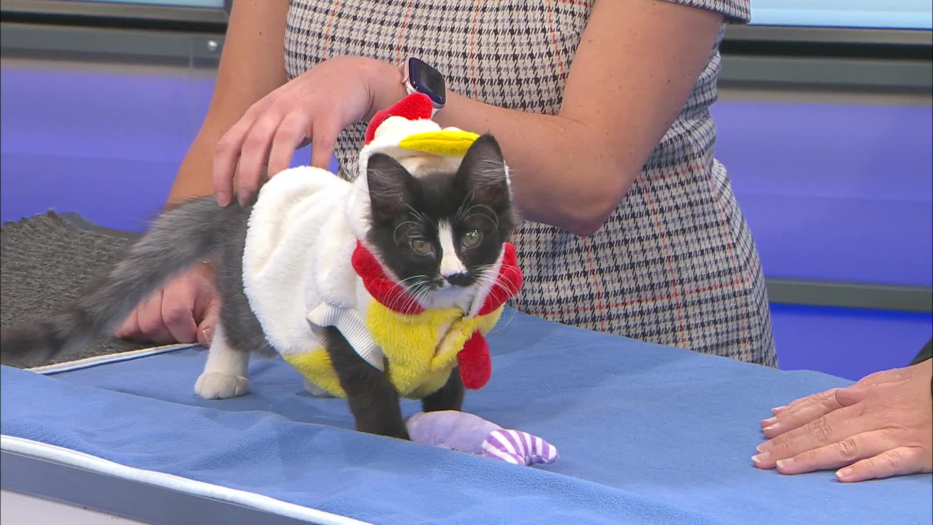 Pet of the week: 10/6/26