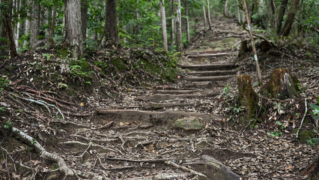 Managing and protecting exposed tree roots