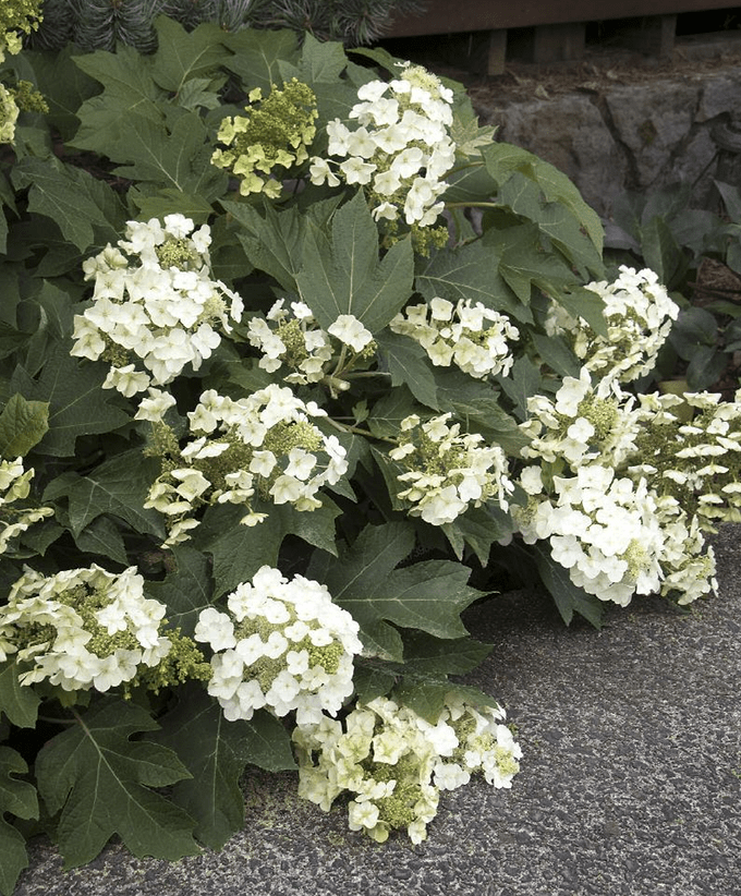 Oakleaf hydrangea care and growing tips