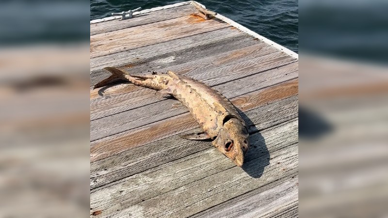 Dead sturgeon found on moored sailboat in Bristol