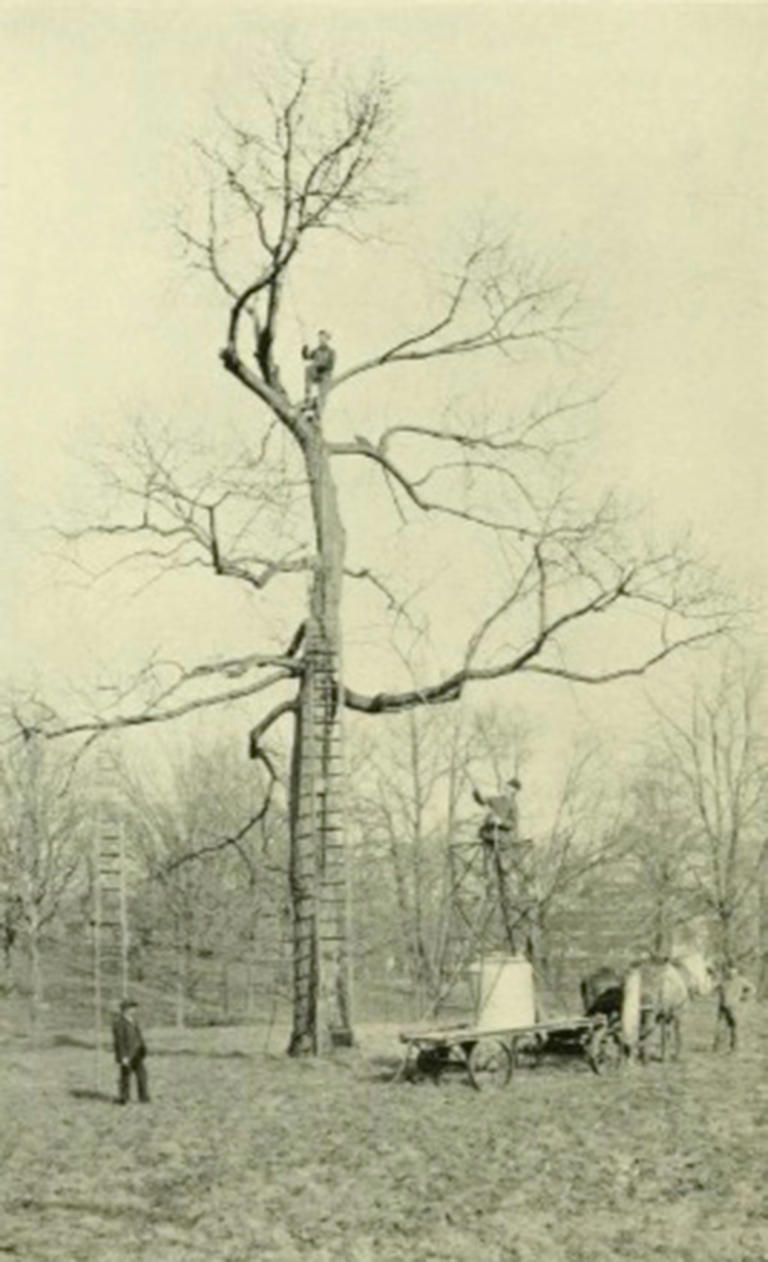 Bronx Zoo plants mini-forest of ‘functionally extinct’ trees after ...