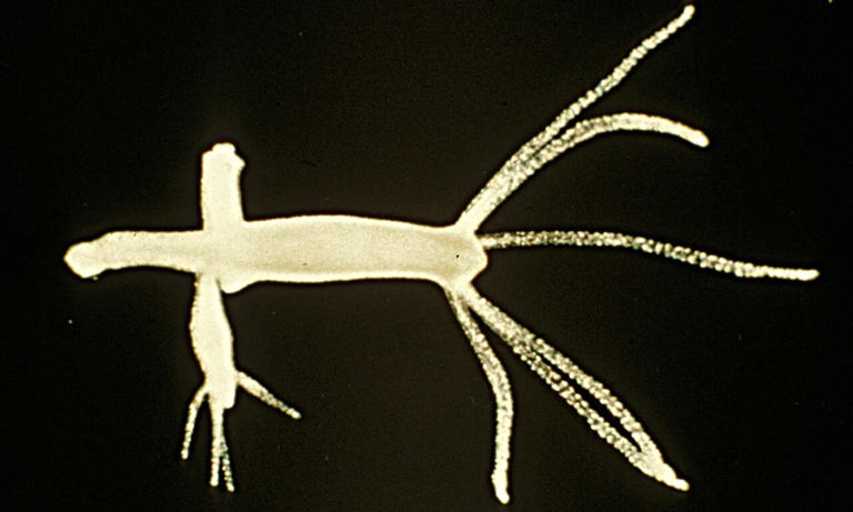 Hydra loses its immortality after cold triggers switch to sexual ...