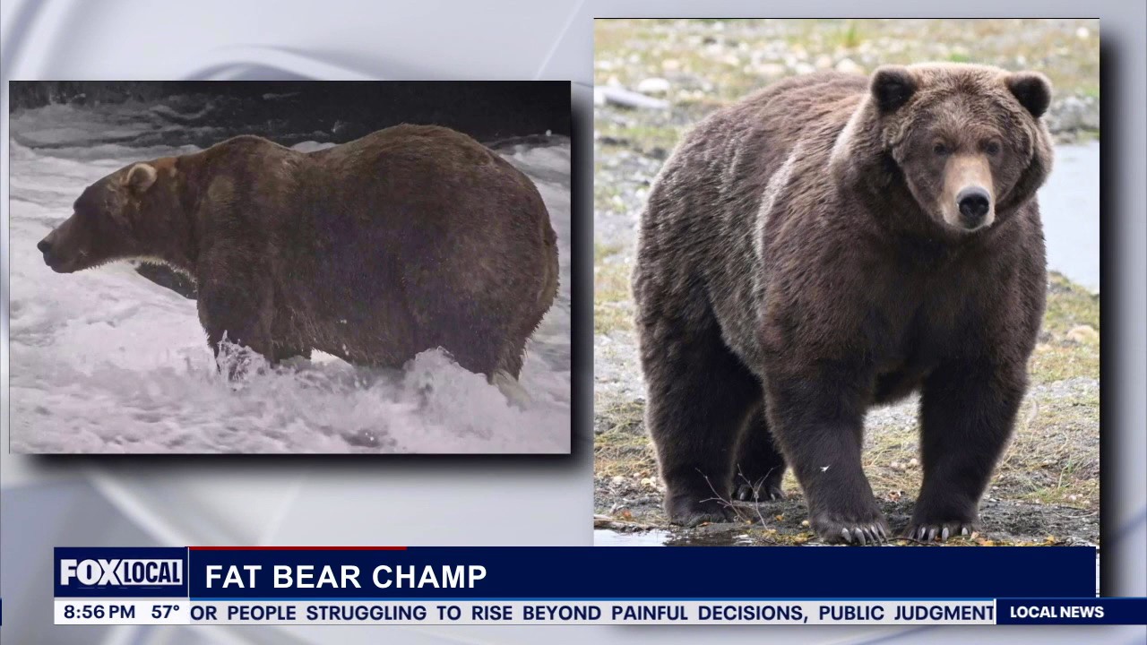 Brother Nature at night: Fat bears, fall colors and saving the whitefish