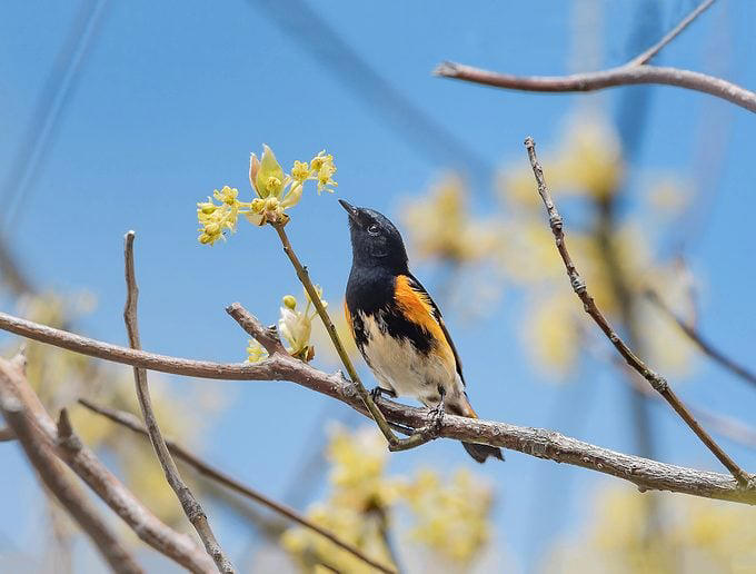 How to identify an American redstart