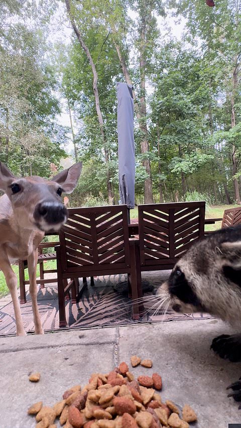 Raccoon scares off deer trying to take its food