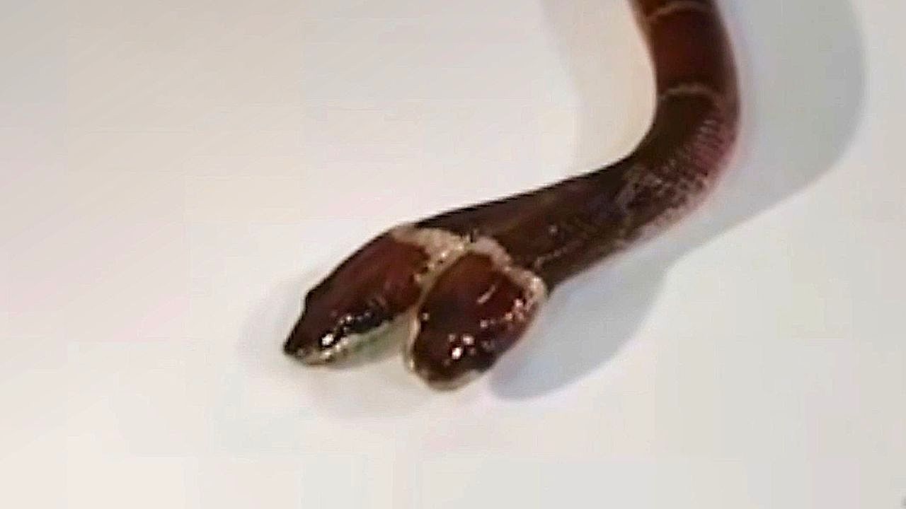 Two-headed snake discovered at India in a first for the state