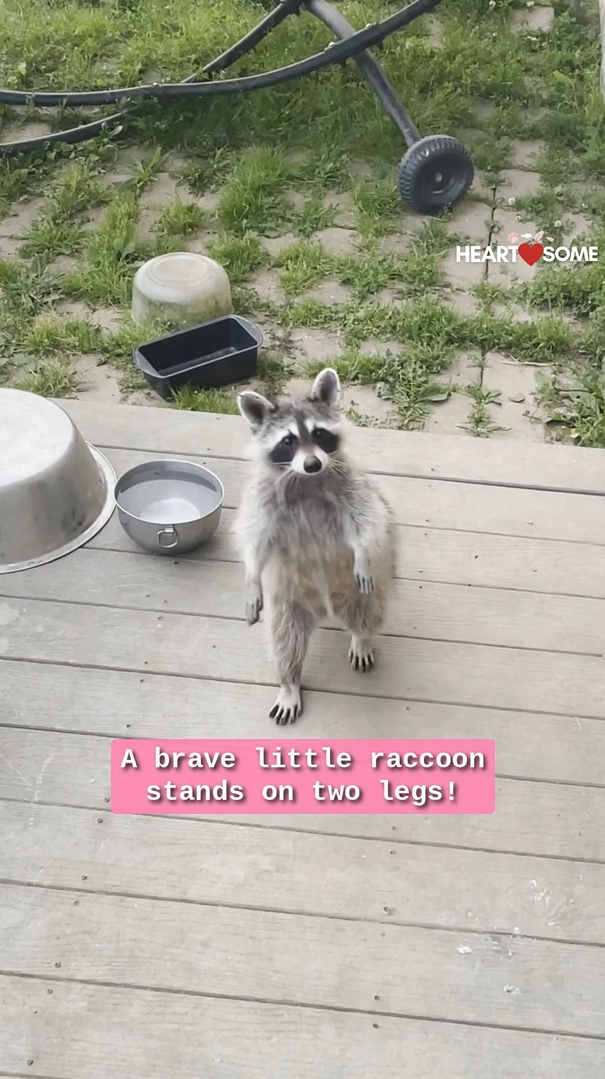 Timid raccoon stands on two legs to seek food from human