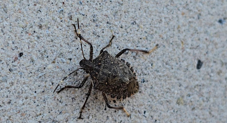 Stink bug season arrives in Michigan