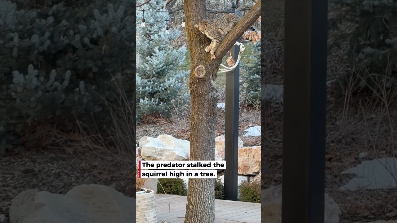 I watched a squirrel vanish into a tree