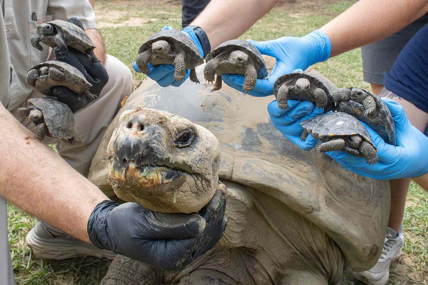 A nearly 100-year-old tortoise named Mommy is living up to her name ...