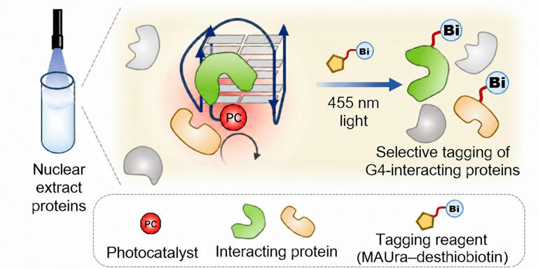 Blue-light labeling uncovers unexpected protein partners of folded DNA ...