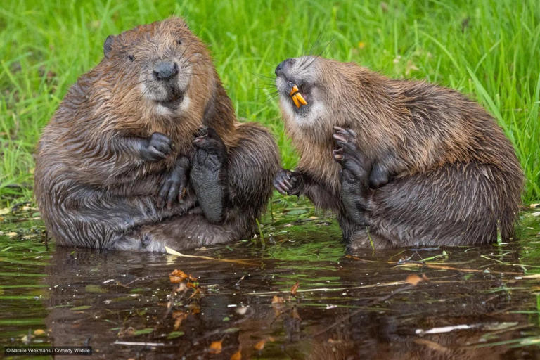 These are the funniest wildlife photos of the year