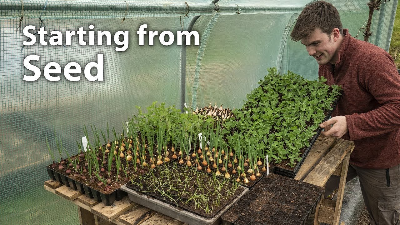 Transform your gardening: my seed starter tips
