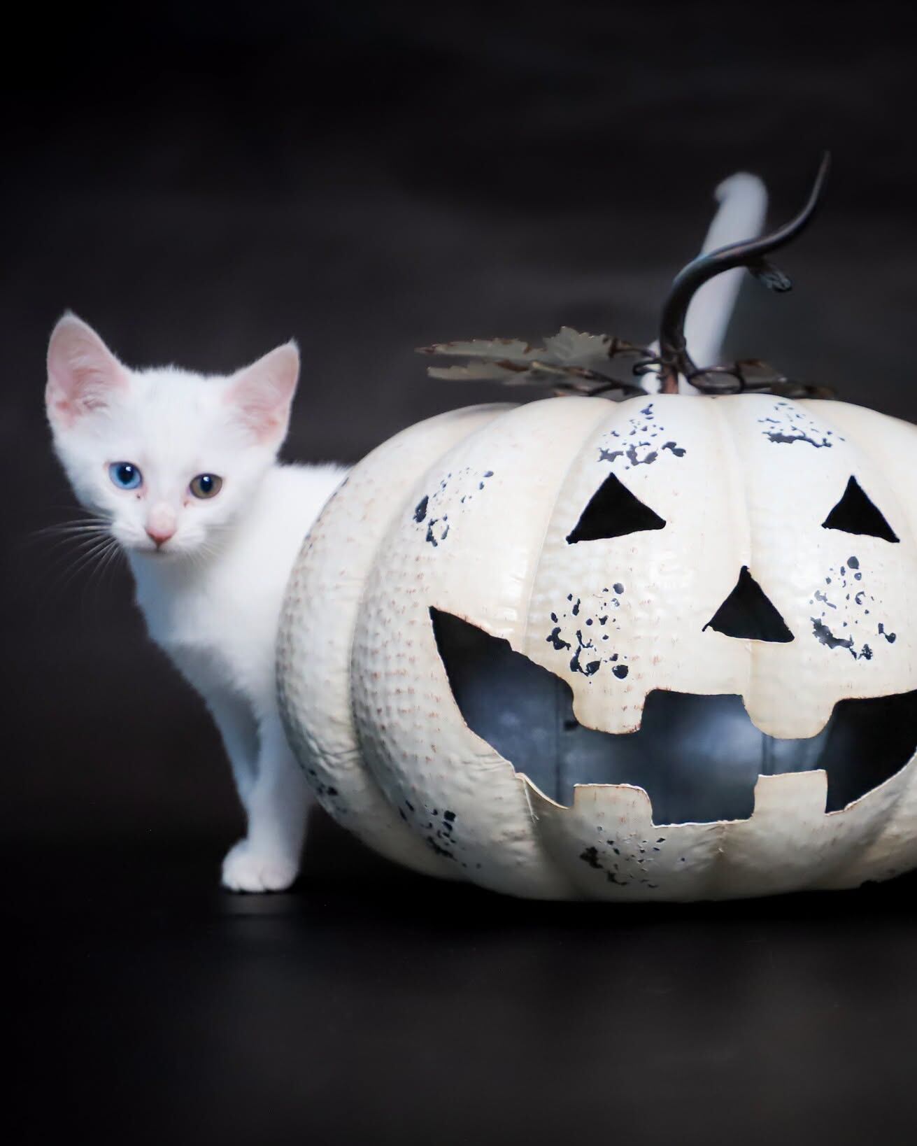 Young Williams to bring adoptable cats during ‘BOO! at the Zoo’ event ...