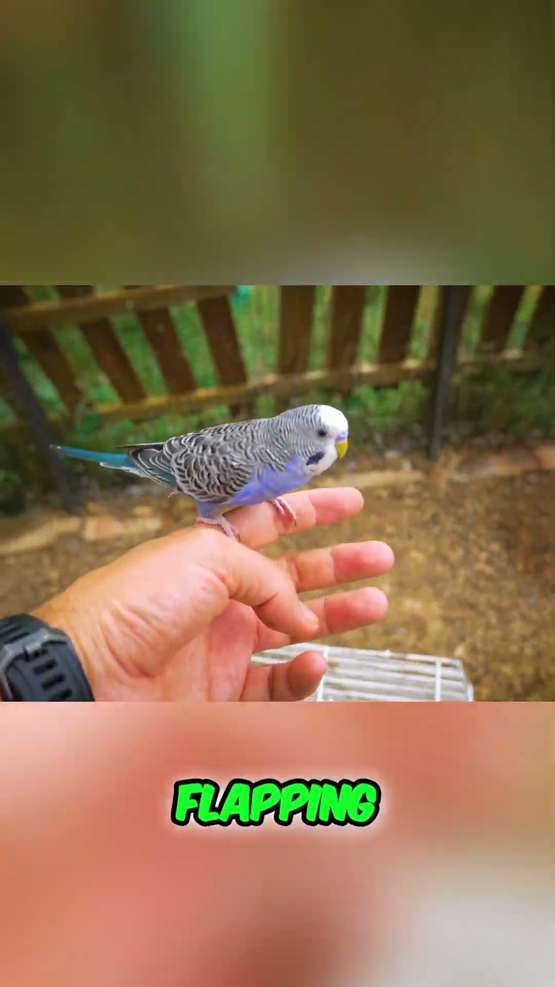 Gary & Bluey's big move: Budgies explore their new outdoor aviary!